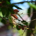 2017植物園