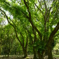 2016福山植物園