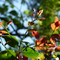 2017植物園