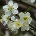 2023.01.12逸仙公園.中正紀念堂賞梅