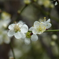 2023.01.12逸仙公園.中正紀念堂賞梅