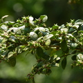 2016福山植物園