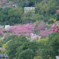 2023.01.30-02.13花卉試驗中心.陽明山公園.