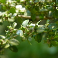 2016福山植物園