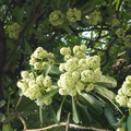 2007-2009植物