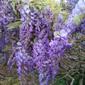 淡水紫藤園 美麗綻放 連續兩年造訪 回味無窮