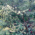 2月末槭楓抽芽長新葉