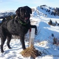 瑞士的朋友和黑色大型雪納瑞犬-冬天-05