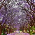 藍花楹 @Pretoria 南非