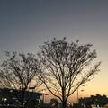 夕陽大樹