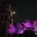 秋日明月紫樹