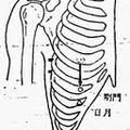 ○【章門】（肝經，八會穴-「臟會」，脾募穴）：
側腹部第十一肋游離端下方。…「季脇端」
…當上肢合腋屈肘、以手中指點著耳垂時，取肘尖盡處。[章門治肝硬化、肝脾腫大、肝炎、腸炎、消化不良、痞塊病)]

○【期門】（肝經。肝募穴。足厥陰肝經，足太陰脾經，陰维脈之会。）：
胸部，乳頭直下2肋，第6肋間隙凹陷處，正中線旁開4寸。
[期門治傷寒-邪熱入肝，熱入血室（肝藏血，稱血室）。奔豚病（氣逆上搶心）。肝炎、膽囊炎、胸膜炎、心肌炎]

○【日月】：（膽經，膽經募穴。）
在期門穴直下1肋。（或乳下3肋）。