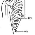 ○【章門】（肝經，八會穴-「臟會」，脾募穴）：
側腹部第十一肋游離端下方。…「季脇端」
…當上肢合腋屈肘、以手中指點著耳垂時，取肘尖盡處。[章門治肝硬化、肝脾腫大、肝炎、腸炎、消化不良、痞塊病)]

○【期門】（肝經。肝募穴。足厥陰肝經，足太陰脾經，陰维脈之会。）：
胸部，乳頭直下2肋，第6肋間隙凹陷處，正中線旁開4寸。
【功能作用】募集天之中部的水湿风气。  
[期門治傷寒-邪熱入肝，熱入血室（肝藏血，稱血室）。奔豚病（氣逆上搶心）。肝炎、膽囊炎、胸膜炎、心肌炎]