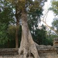 塔普倫神殿巨木