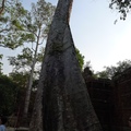 塔普倫神殿巨木