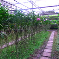 泰北蘭花園