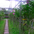 泰北蘭花園