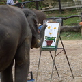 大象現場作畫表演