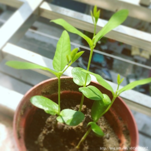 蝶豆花種植日記與食用做出美麗好食的果凍 良丞橘時の雜記 Udn部落格