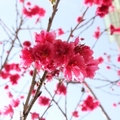 八重櫻花10