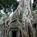 【2011柬埔寨行】大吳哥城(Angkor Thom) 塔普倫寺(Ta Prohm) - 1