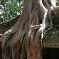 【2011柬埔寨行】大吳哥城(Angkor Thom) 塔普倫寺(Ta Prohm) - 2