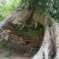 【2011柬埔寨行】大吳哥城(Angkor Thom) 塔普倫寺(Ta Prohm) - 3