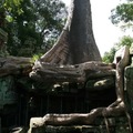 【2011柬埔寨行】大吳哥城(Angkor Thom) 塔普倫寺(Ta Prohm) - 4
