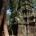 【2011柬埔寨行】大吳哥城(Angkor Thom) 塔普倫寺(Ta Prohm) - 5