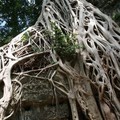 【2011柬埔寨行】大吳哥城(Angkor Thom) 塔普倫寺(Ta Prohm) - 6