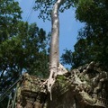 【2011柬埔寨行】大吳哥城(Angkor Thom) 塔普倫寺(Ta Prohm) - 7