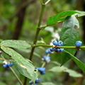 燦光寮貂山