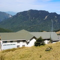 合歡山高山杜鵑花