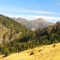 合歡山高山杜鵑花