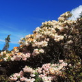 合歡山高山杜鵑花