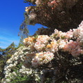 合歡山高山杜鵑花