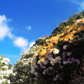 合歡山高山杜鵑花