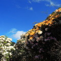 合歡山高山杜鵑花