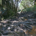 太平山翠峰湖環山步道