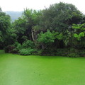 綠池
