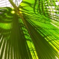 鳳凰師祖蒲葵樹(2)---樹展才華 31 - 8