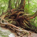 拉拉山巨木群 密度之高 台灣第一
更蘊藏著神奇的故事與美妙景象

已刊文章: 桃源深處藏古木
