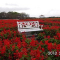 中社花市一隅