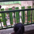 小天使 大錢妹(4Y4M) & 小錢妹(2Y3M) 高雄壽山動物園看動物去 - 13