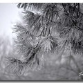 雪景 2013 - 8