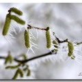 雪景 2013 - 20