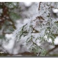 雪景 2013 - 29