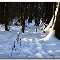 雪景 2013 - 3