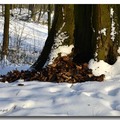 雪景 2013 - 11