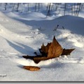 雪景 2013 - 12